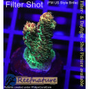 4A4-1 WYSIWYG - Acropora millepora, Höhe 27mm