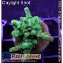 4A4-1 WYSIWYG - Acropora Poison Frog, Höhe 30mm