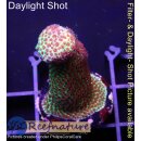4A4-1 WYSIWYG - Acropora sp. Höhe 31mm