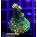 4A4-5 WYSIWYG - Acropora millepora, Höhe 33mm