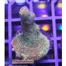 4A4-5 WYSIWYG - Acropora millepora, Höhe 33mm