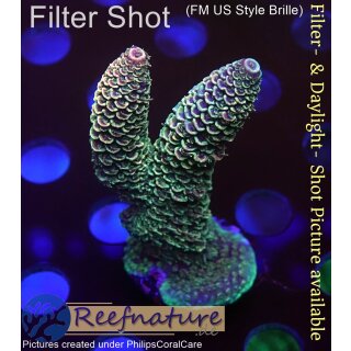 4A4-2 WYSIWYG - Acropora spathulata. Höhe 56mm