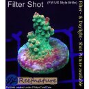 4A4-2 WYSIWYG - Acropora sp. Höhe 30mm