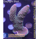 4A4-2 WYSIWYG - Acropora spathulata. Höhe 56mm