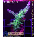 4A4-3 WYSIWYG - Acropora electric miyagi Höhe 60mm