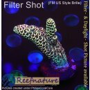 4A4-3 WYSIWYG - Acropora spathulata, Höhe 43mm