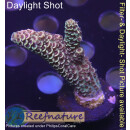 4A4-3 WYSIWYG - Acropora spathulata, Höhe 43mm