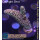 4A4-3 WYSIWYG - Acropora spathulata, Höhe 43mm