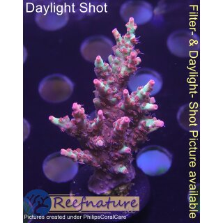 4A4-4 WYSIWYG - Acropora strawberry shortcake, Höhe 54mm