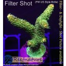4A4-4 WYSIWYG - Acropora millepora Höhe 55mm