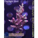 4A4-4 WYSIWYG - Acropora strawberry shortcake, Höhe...