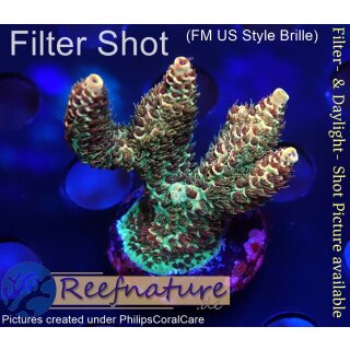 4A5-1 WYSIWYG - Acropora millepora, Höhe 36mm