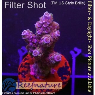 4A5-1 WYSIWYG - Acropora sp. Höhe 35mm