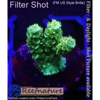 4A5-1 WYSIWYG - Acropora WD Höhe 24mm