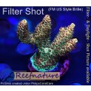 4A5-1 WYSIWYG - Acropora millepora, Höhe 36mm