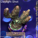 4A5-1 WYSIWYG - Acropora millepora, Höhe 36mm