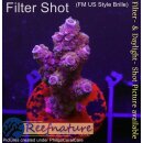4A5-1 WYSIWYG - Acropora sp. Höhe 35mm