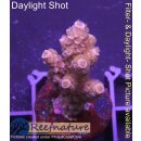 4A5-1 WYSIWYG - Acropora sp. Höhe 35mm