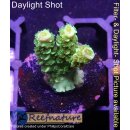 4A5-1 WYSIWYG - Acropora WD Höhe 24mm