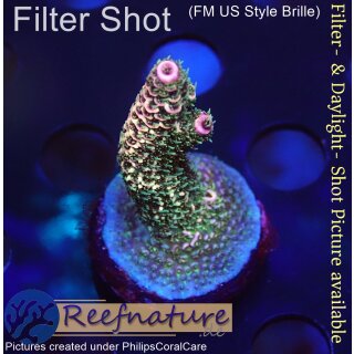 4A5-2 WYSIWYG - Acropora millepora, Höhe 36mm