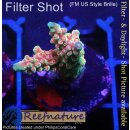 4A5-2 WYSIWYG - Acropora donei Merlin Staff Höhe 24mm