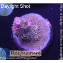 4A5-2 WYSIWYG - Acropora millepora, Höhe 36mm