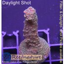 4A5-2 WYSIWYG - Acropora Rainbow Stagorn, Höhe 45mm