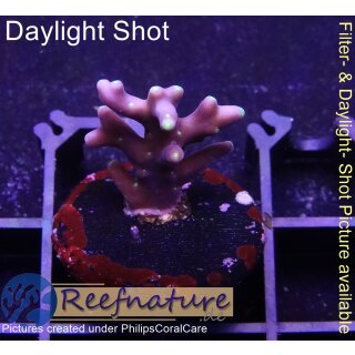 4A5-3 WYSIWYG - Acropora carduus small Höhe 19mm