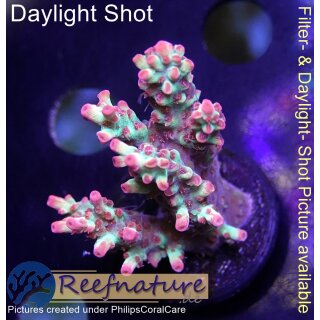 4A5-3 WYSIWYG - Acropora strawberry shortcake, Höhe 38mm