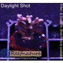 4A5-3 WYSIWYG - Acropora carduus small Höhe 19mm