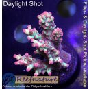 4A5-3 WYSIWYG - Acropora strawberry shortcake, Höhe...