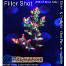 4A5-3 WYSIWYG - Acropora strawberry shortcake, Höhe 38mm