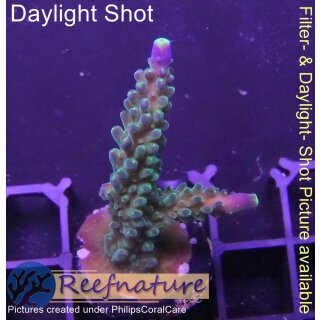 4A5-4 WYSIWYG - Acropora Joker, Höhe 47mm