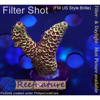 4A5-4 WYSIWYG - Acropora spathulata, Höhe 43mm