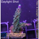 4A5-4 WYSIWYG - Acropora Joker, Höhe 47mm