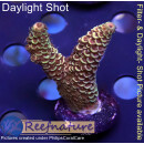 4A5-4 WYSIWYG - Acropora spathulata, Höhe 43mm
