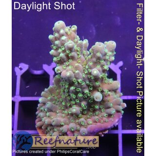 4A6-1 WYSIWYG - Acropora hummilis,  Höhe 46mm