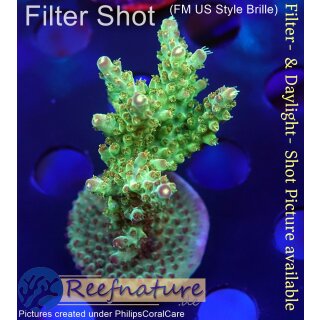 4A6-1 WYSIWYG - Acropora sp, Höhe 47mm