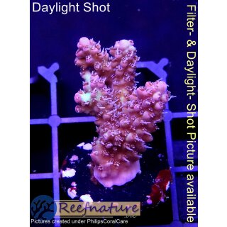 4A6-1 WYSIWYG - Acropora Strawberry Shortcake Rot  Höhe 35mm