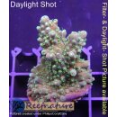 4A6-1 WYSIWYG - Acropora hummilis,  Höhe 46mm