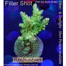 4A6-1 WYSIWYG - Acropora sp, Höhe 47mm