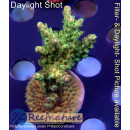 4A6-1 WYSIWYG - Acropora sp, Höhe 47mm