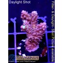 4A6-1 WYSIWYG - Acropora Strawberry Shortcake Rot...