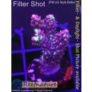 4A6-1 WYSIWYG - Acropora Strawberry Shortcake Rot...