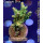 4A6-1 WYSIWYG - Acropora sp, Höhe 47mm
