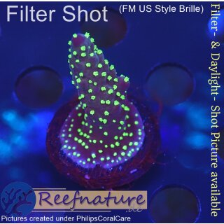 4A6-2 WYSIWYG - Acropora bali tricolor, Höhe 34mm