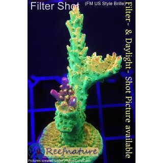 4A6-2 WYSIWYG - Acropora Mango Garden Höhe 57mm