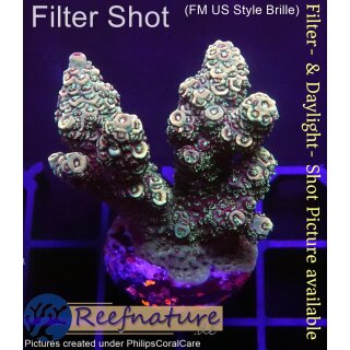 4A6-2 WYSIWYG - Acropora millepora, Höhe 39mm