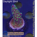 4A6-2 WYSIWYG - Acropora bali tricolor, Höhe 34mm