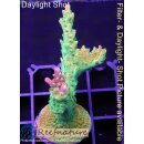 4A6-2 WYSIWYG - Acropora Mango Garden Höhe 57mm